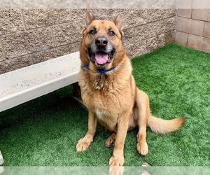 German Shepherd Dog-Unknown Mix Dogs for adoption in Moreno Valley, CA, USA