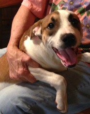 Boxador Dogs for adoption in Alexander, AR, USA