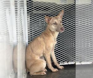 Basenji-Unknown Mix Dogs for adoption in Bakersfield, CA, USA