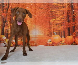 Unknown-Vizsla Mix Dogs for adoption in Oroville, CA, USA