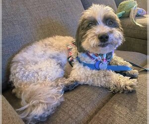 Poodle (Miniature)-Unknown Mix Dogs for adoption in  Ramona, CA, USA