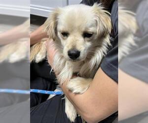 Chihuahua Dogs for adoption in Redlands, CA, USA