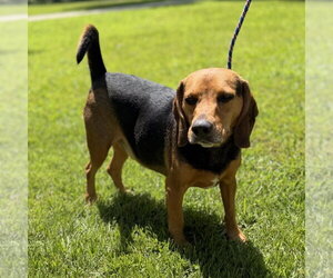 Beagle Dogs for adoption in Yardley, PA, USA