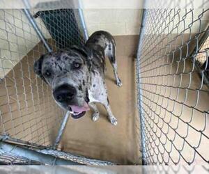Great Dane Dogs for adoption in Chula Vista, CA, USA