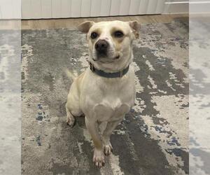 American Staffordshire Terrier Dogs for adoption in San Antonio, TX, USA