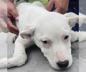 Mutt Dogs for adoption in San Antonio, TX, USA