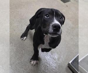 Mutt Dogs for adoption in HESPERIA, CA, USA