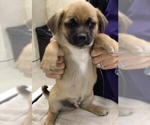 Chihuahua Dogs for adoption in Riverside, CA, USA