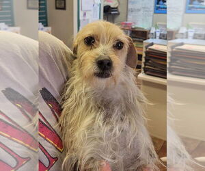 Mutt Dogs for adoption in Amarillo, TX, USA