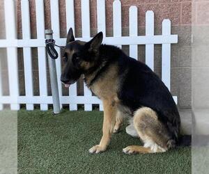 German Shepherd Dog Dogs for adoption in Modesto, CA, USA
