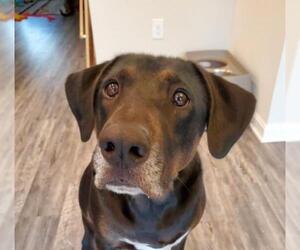 Black and Tan Coonhound-Labrador Retriever-Labrador Retriever Mix Dogs for adoption in Fredericksburg, VA, USA