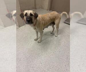 Anatolian Shepherd-Unknown Mix Dogs for adoption in Conroe, TX, USA