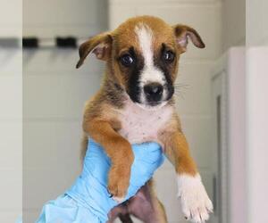 Labrador Retriever-Unknown Mix Dogs for adoption in San Antonio, TX, USA