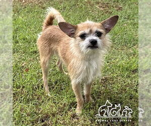 Mutt Dogs for adoption in Irvine, CA, USA