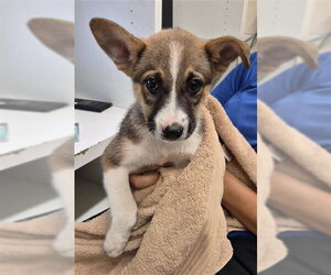 German Shepherd Dog-Unknown Mix Dogs for adoption in Corpus Christi, TX, USA