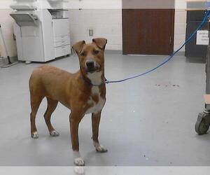 American Pit Bull Terrier-Unknown Mix Dogs for adoption in Fayetteville, NC, USA