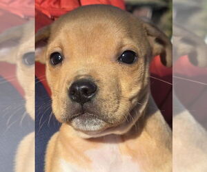 Golden Labrador Dogs for adoption in Alexander, AR, USA