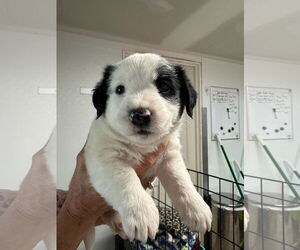 Mutt Dogs for adoption in Sequim, WA, USA