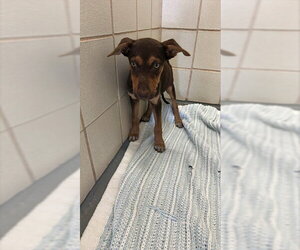 Labrador Retriever Dogs for adoption in Corpus Christi, TX, USA