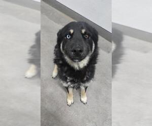 German Shepherd Dog-Siberian Husky Mix Dogs for adoption in HESPERIA, CA, USA