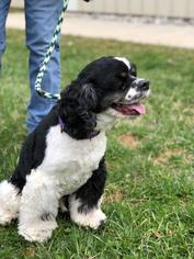 Cocker Spaniel Dogs for adoption in Waterford, VA, USA