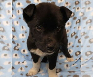 Mutt Dogs for adoption in Minneapolis, MN, USA