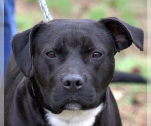 Bulloxer Dogs for adoption in Sparta, TN, USA