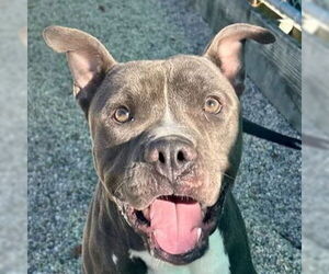 American Pit Bull Terrier-Unknown Mix Dogs for adoption in Jefferson, WI, USA