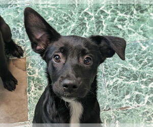 Feist Terrier-Unknown Mix Dogs for adoption in Anniston, AL, USA