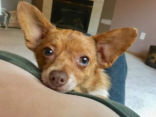 Chiranian Dogs for adoption in McKenna, WA, USA