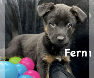 Mutt Dogs for adoption in Estherville, IA, USA