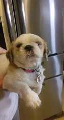 Shih Tzu Dogs for adoption in CORNING, NY, USA