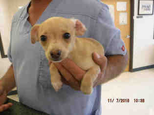 Medium Photo #1 Chiweenie Puppy For Sale in Oroville, CA, USA