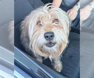 Border Terrier-Unknown Mix Dogs for adoption in Fort Lauderdale, FL, USA