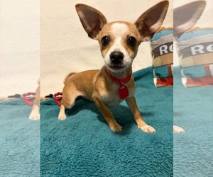 Chihuahua-Unknown Mix Dogs for adoption in Mukwonago, WI, USA