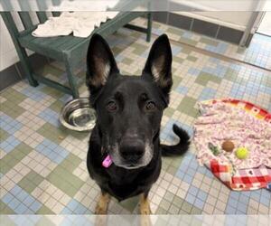 German Shepherd Dog Dogs for adoption in Fort Collins, CO, USA