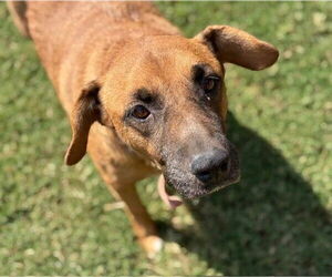 Mutt Dogs for adoption in Tulsa, OK, USA