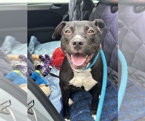 American Pit Bull Terrier-Unknown Mix Dogs for adoption in Rockaway, NJ, USA