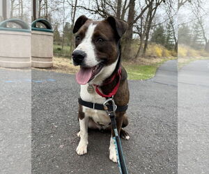 Labrador Retriever-Unknown Mix Dogs for adoption in Doylestown, PA, USA