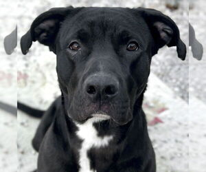 Labrador Retriever-Unknown Mix Dogs for adoption in Jefferson, WI, USA