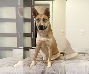 Mutt Dogs for adoption in Westwood, NJ, USA