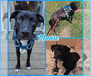 Medium Photo #1 Labrador Retriever-Unknown Mix Puppy For Sale in Blacksburg, SC, USA