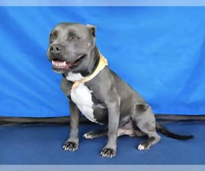 American Staffordshire Terrier-Unknown Mix Dogs for adoption in Pasadena, CA, USA