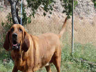Bloodhound Dogs for adoption in Globe, AZ, USA