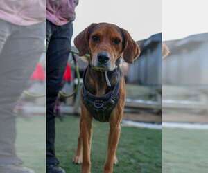 Black and Tan Coonhound-Unknown Mix Dogs for adoption in garner, NC, USA