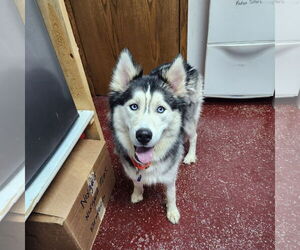 Siberian Husky Dogs for adoption in Fargo, ND, USA