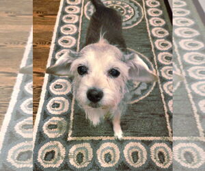 Mutt Dogs for adoption in Sandy, UT, USA