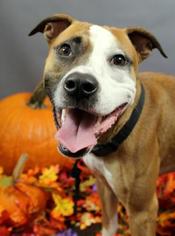 American Pit Bull Terrier-Unknown Mix Dogs for adoption in Suwanee, GA, USA