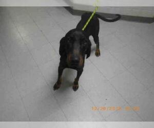English Coonhound Dogs for adoption in Augusta, GA, USA