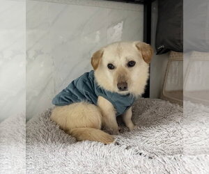 Beagle-Unknown Mix Dogs for adoption in Agoura Hills, CA, USA